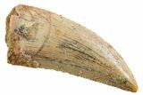 Serrated Raptor Tooth - Real Dinosaur Tooth #355531-1